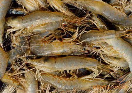原料辅料,初加工材料 农产品 鲜活水产品 虾类 大量供应鲜活水产 对虾